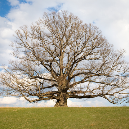 White Oak Tree Seeds | Quercus alba