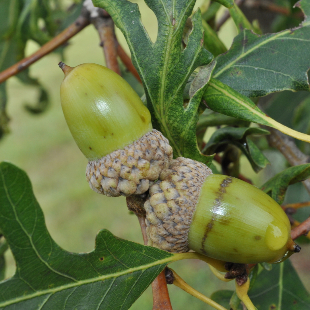 White Oak Tree Seeds | Quercus alba