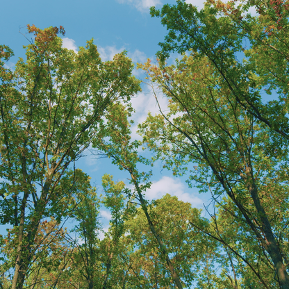 White Oak Tree Seeds | Quercus alba