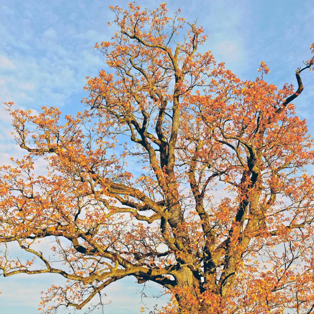 White Oak Tree Seeds | Quercus alba