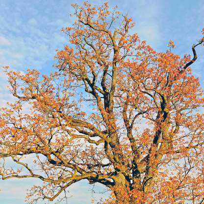 White Oak Tree Seeds | Quercus alba