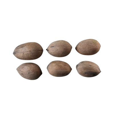Wild Pecan Tree Seeds (Carya illinoinensis)