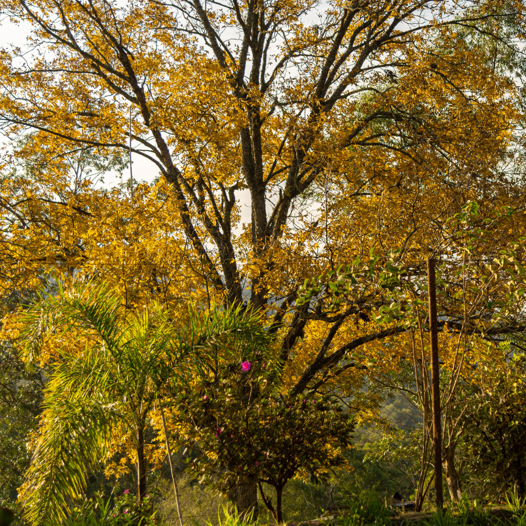 Wild Pecan Tree Seeds (Carya illinoinensis)