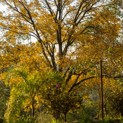 Wild Pecan Tree Seeds (Carya illinoinensis)