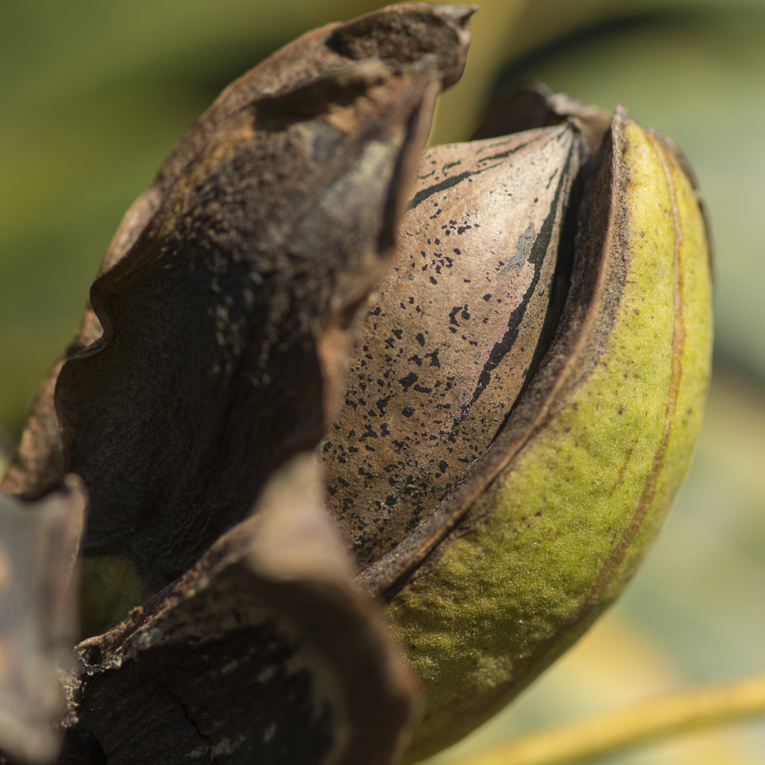 Wild Pecan Tree Seeds (Carya illinoinensis)