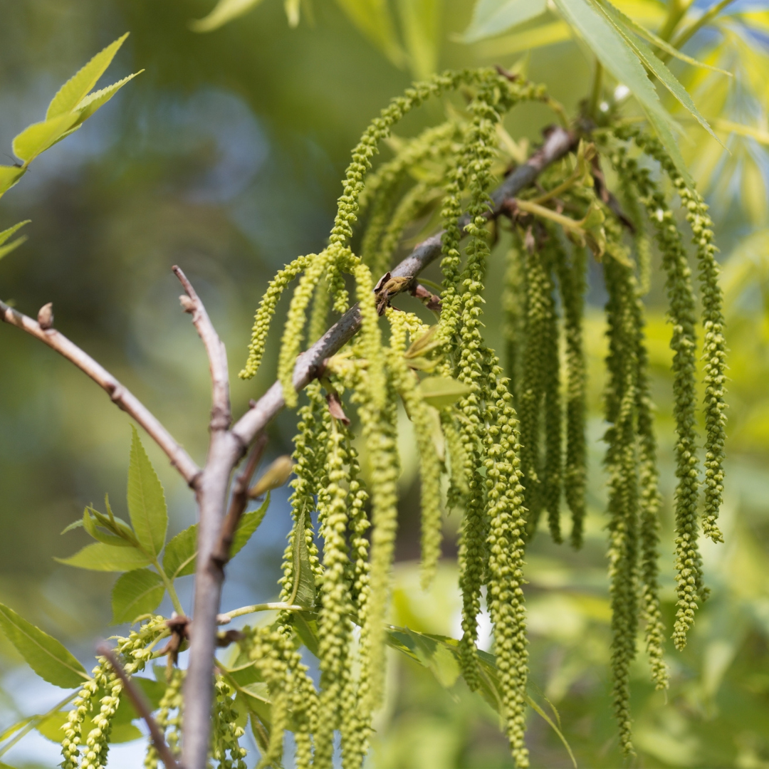 Wild Pecan Tree Seeds (Carya illinoinensis)