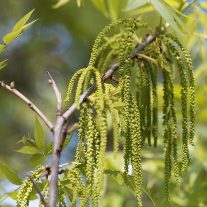 Wild Pecan Tree Seeds (Carya illinoinensis)