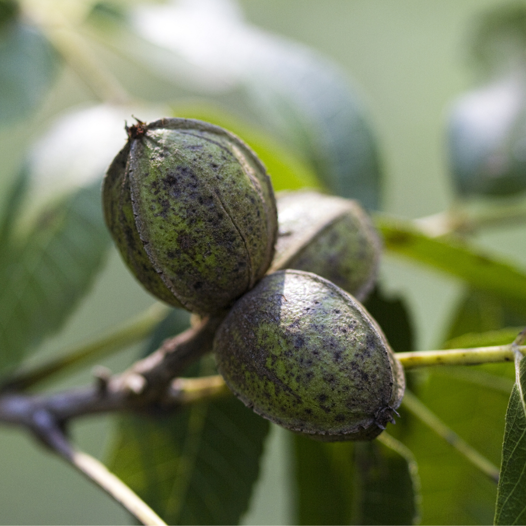 Wild Pecan Tree Seeds (Carya illinoinensis)