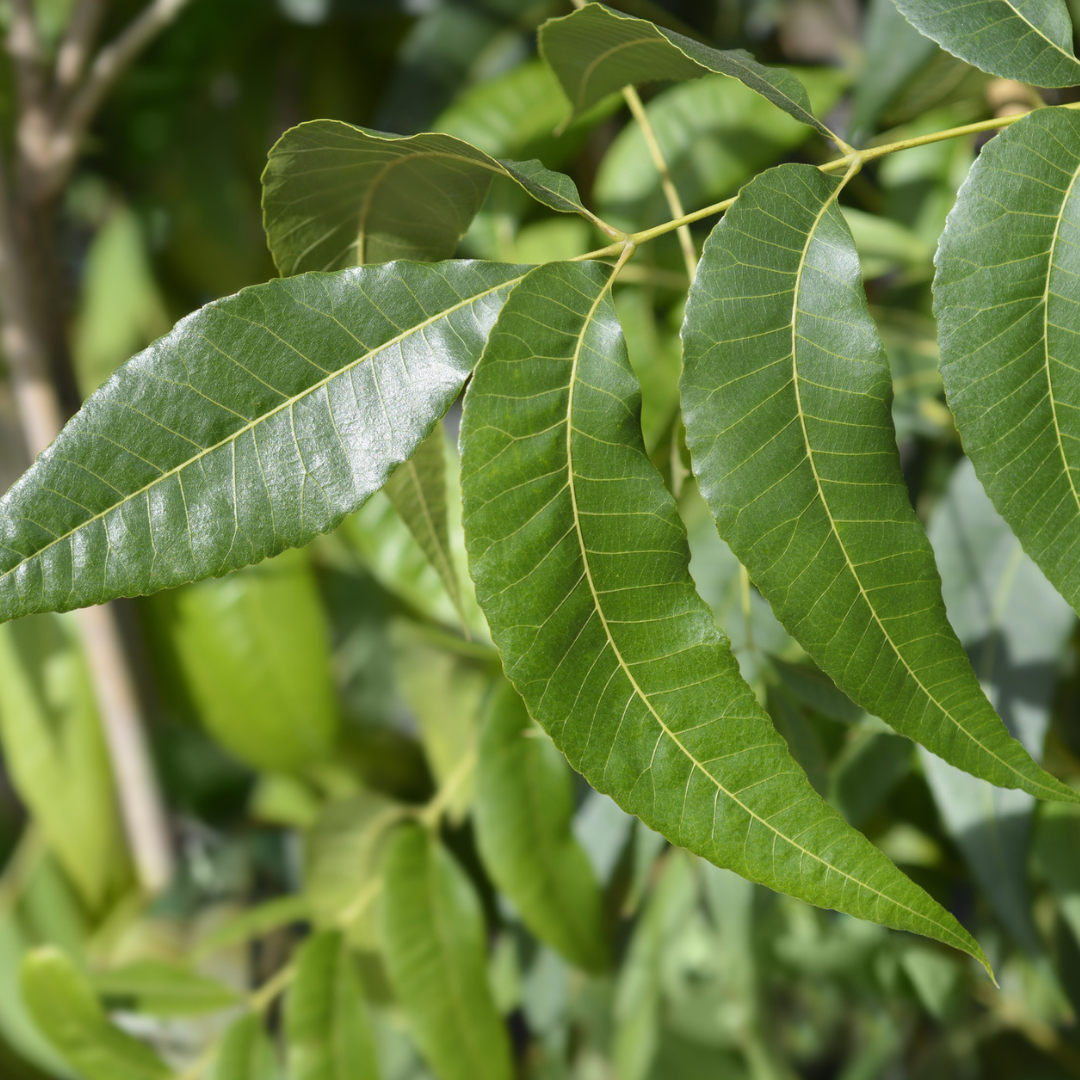 Wild Pecan Tree Seeds (Carya illinoinensis)