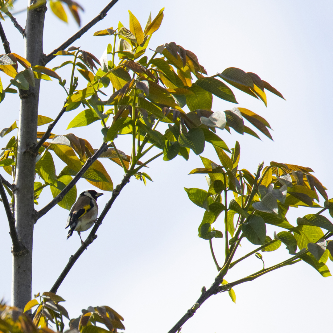 Wild Pecan Tree Seeds (Carya illinoinensis)