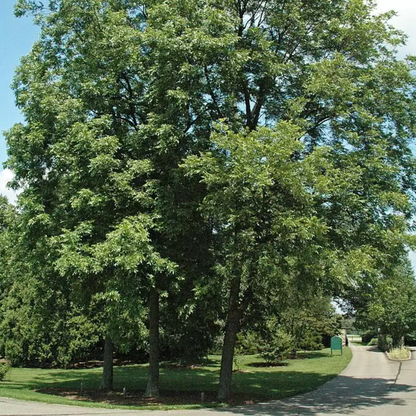 Wild Pecan Tree Seeds (Carya illinoinensis)