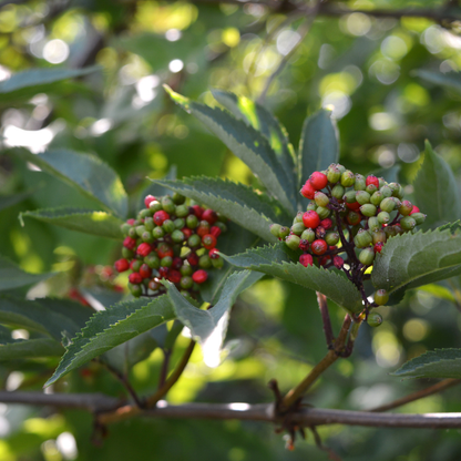 Red Elderberry Seeds-(sambucus racemosa)