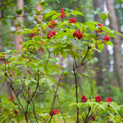 Red Elderberry Seeds-(sambucus racemosa)