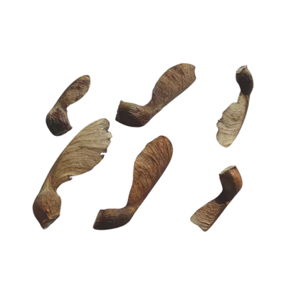 Sugar Maple Tree Seeds (Acer saccharum)