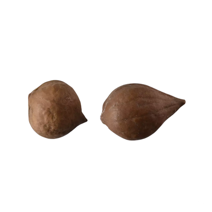 Heartnut Tree Seeds (Juglans ailantifolia var. cordiformis)