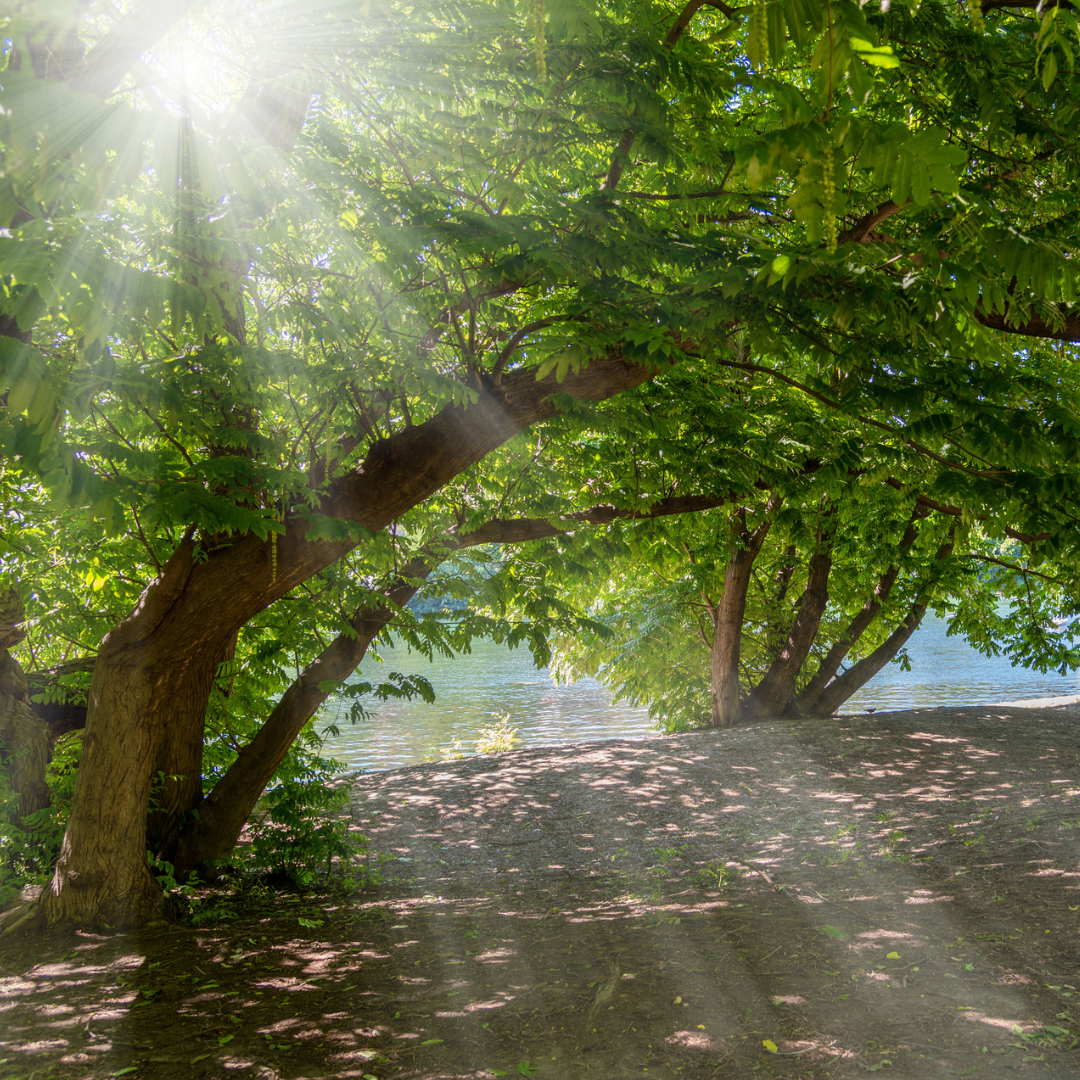 Heartnut Tree Seeds (Juglans ailantifolia var. cordiformis)