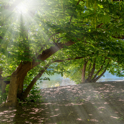 Heartnut Tree Seeds (Juglans ailantifolia var. cordiformis)