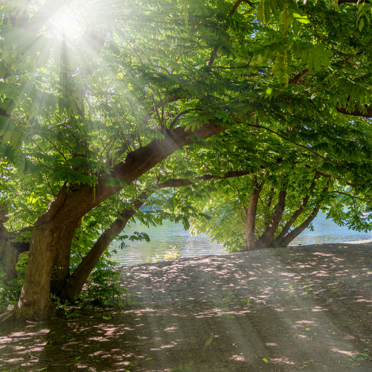 Heartnut Tree Seeds (Juglans ailantifolia var. cordiformis)