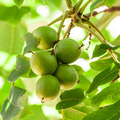 Heartnut Tree Seeds (Juglans ailantifolia var. cordiformis)
