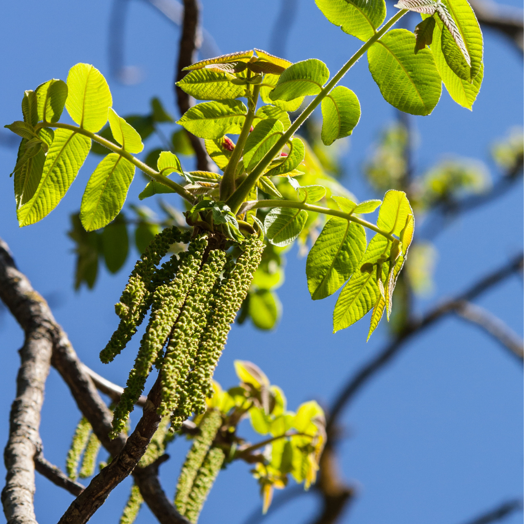 Heartnut Tree Seeds (Juglans ailantifolia var. cordiformis)