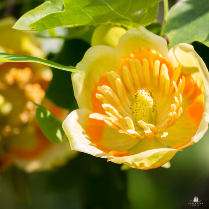 Tulip Poplar Tree Seeds (Liriodendron tulipifera)