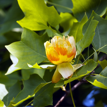 Tulip Poplar Tree Seeds (Liriodendron tulipifera)