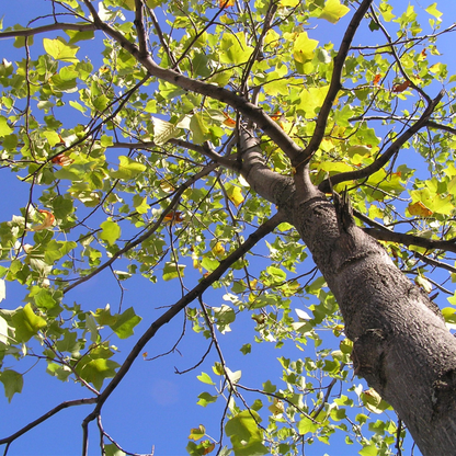Tulip Poplar Tree Seeds (Liriodendron tulipifera)