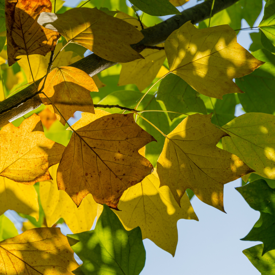 Tulip Poplar Tree Seeds (Liriodendron tulipifera)