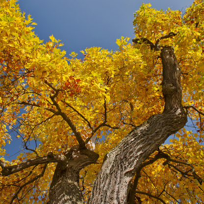 Tulip Poplar Tree Seeds (Liriodendron tulipifera)