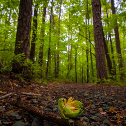 Tulip Poplar Tree Seeds (Liriodendron tulipifera)