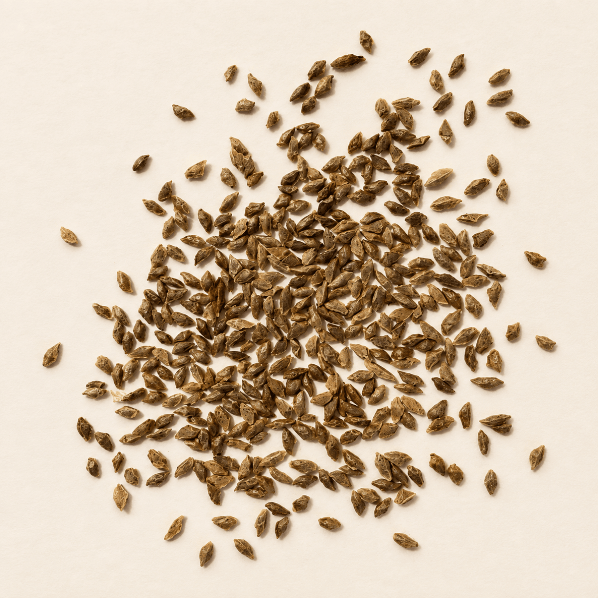 Eastern Hemlock Tree Seeds | (Tsuga canadensis)