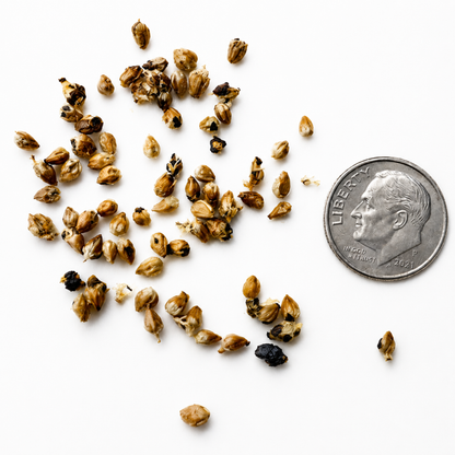 Eastern Red Cedar Tree Seeds-(Juniperus Virginiana)