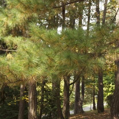 Forest scene with tall EASTERN WHITE PINE trees and green foliage