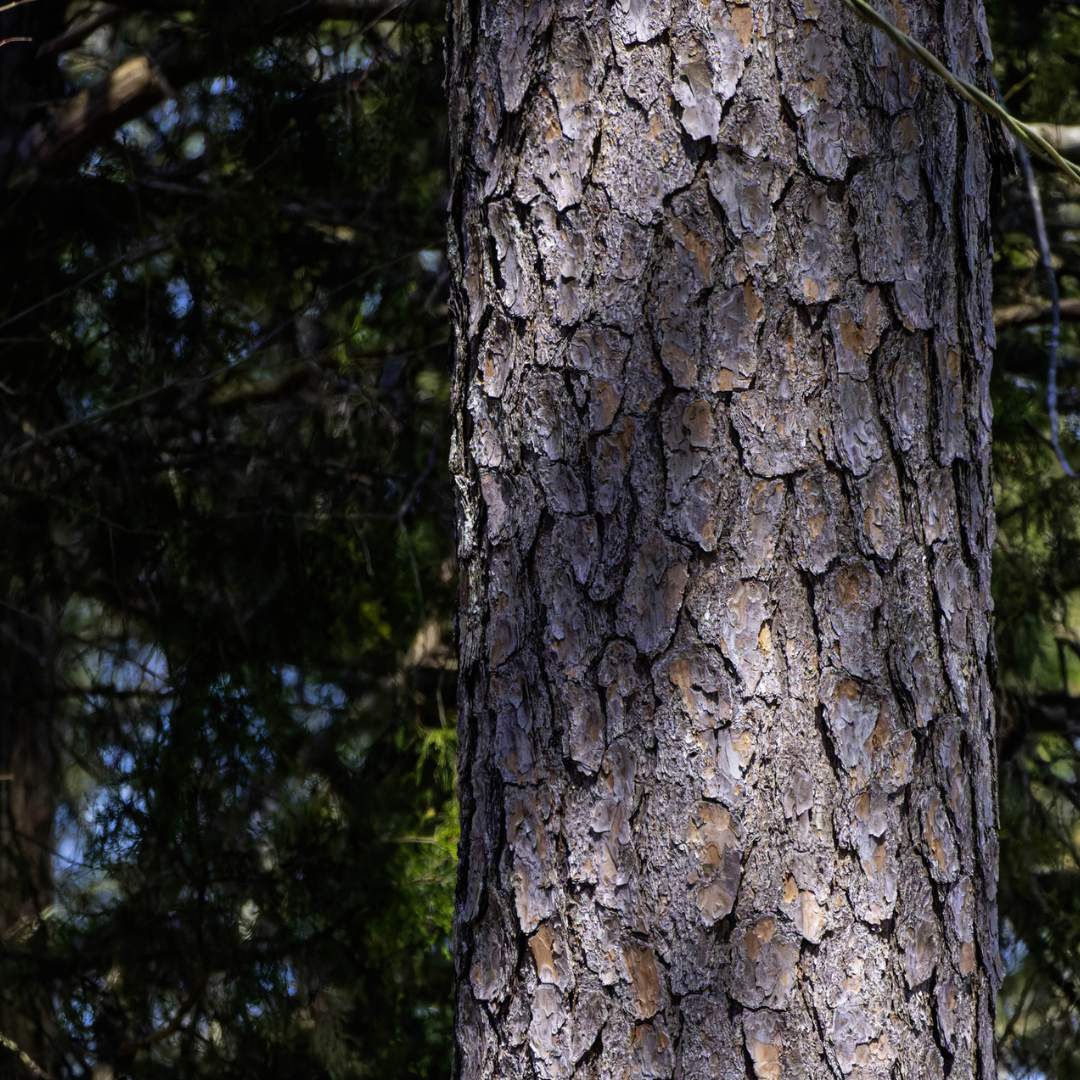 Eastern White Pine Tree Seeds-(Pinus strobus)