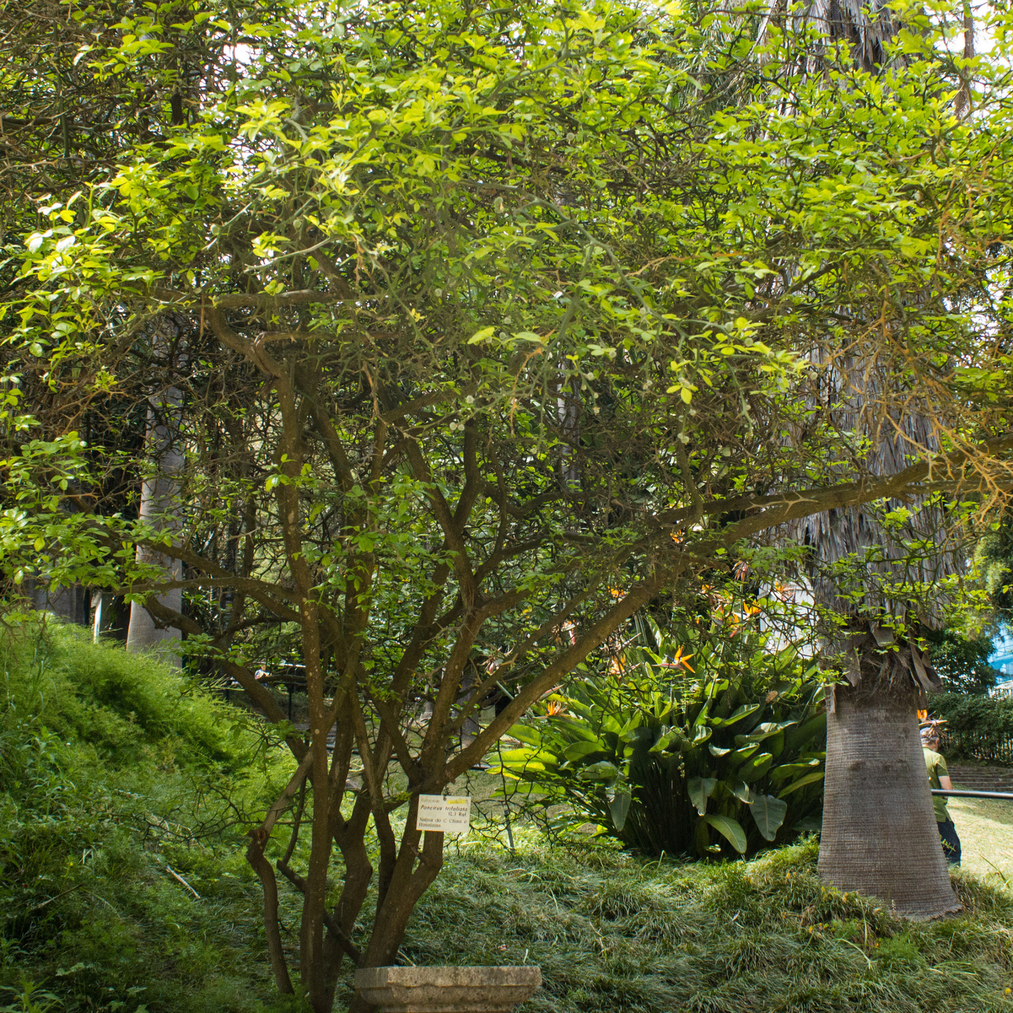 Flying Dragon Tree Seeds | Trifoliate Orange | Hardy Orange | (Poncirus trifoliata 'Flying Dragon')