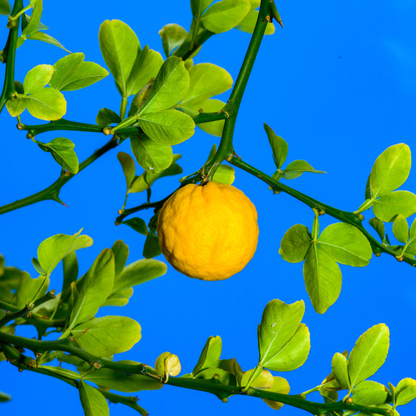 Flying Dragon Tree Seeds | Trifoliate Orange | Hardy Orange | (Poncirus trifoliata 'Flying Dragon')