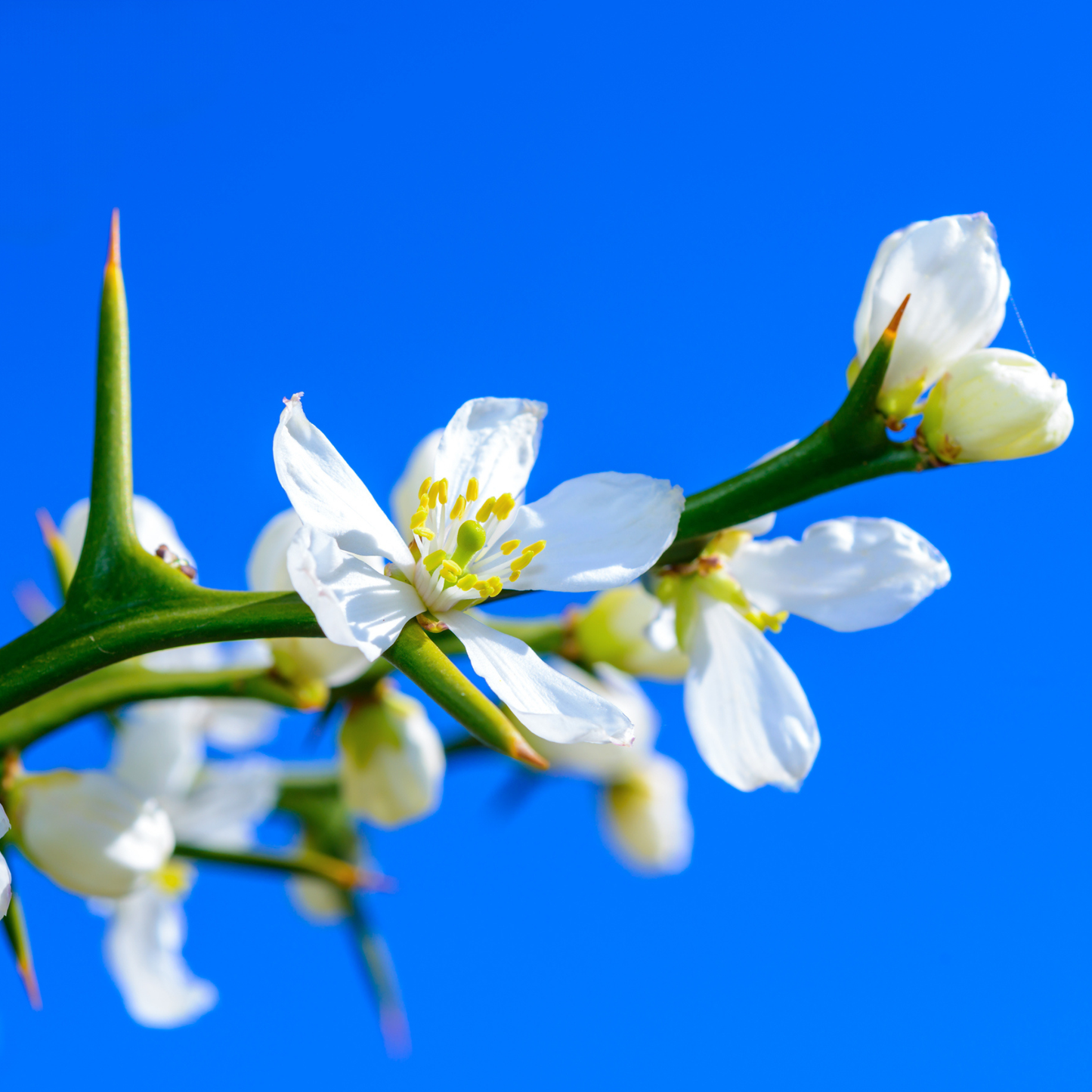 Flying Dragon Tree Seeds | Trifoliate Orange | Hardy Orange | (Poncirus trifoliata 'Flying Dragon')