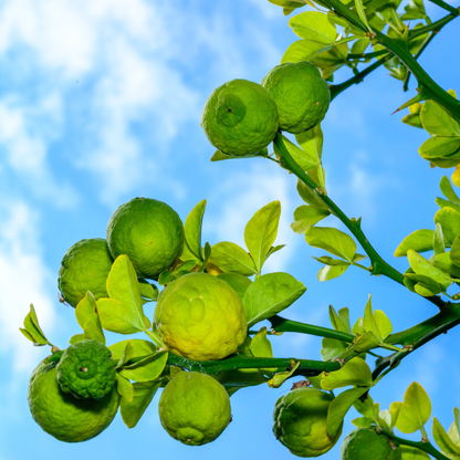 Flying Dragon Tree Seeds | Trifoliate Orange | Hardy Orange | (Poncirus trifoliata 'Flying Dragon')
