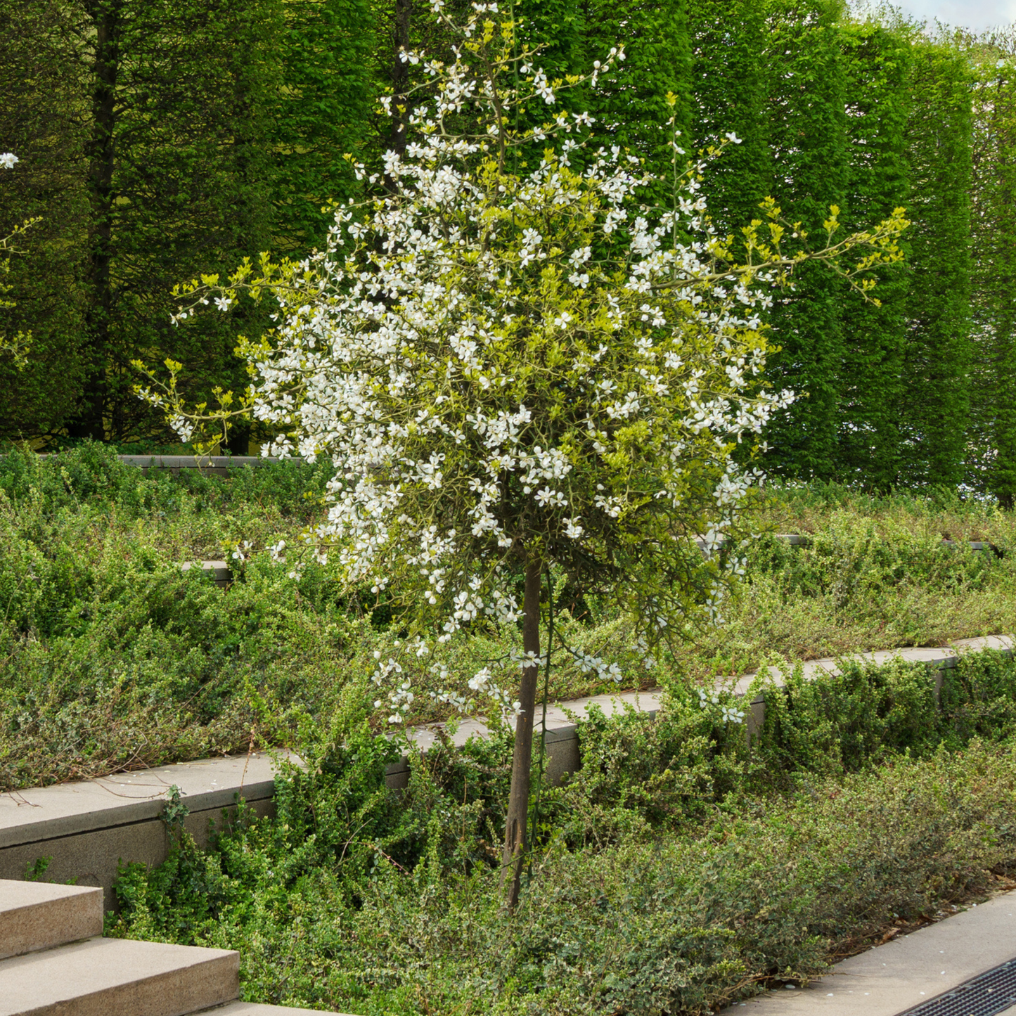 Flying Dragon Tree Seeds | Trifoliate Orange | Hardy Orange | (Poncirus trifoliata 'Flying Dragon')