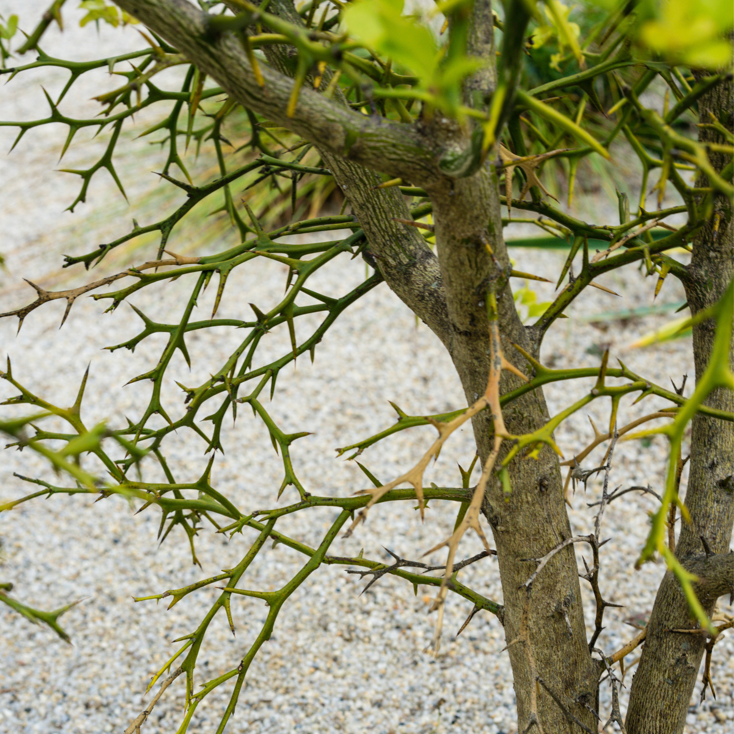 Flying Dragon Tree Seeds | Trifoliate Orange | Hardy Orange | (Poncirus trifoliata 'Flying Dragon')