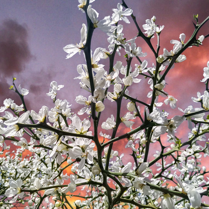 Flying Dragon Tree Seeds | Trifoliate Orange | Hardy Orange | (Poncirus trifoliata 'Flying Dragon')