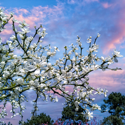 Flying Dragon Tree Seeds | Trifoliate Orange | Hardy Orange | (Poncirus trifoliata 'Flying Dragon')