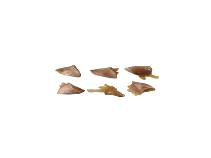 Fortune’s Keteleeria Tree Seeds | Chinese Keteleeria | (Keteleeria fortunei)