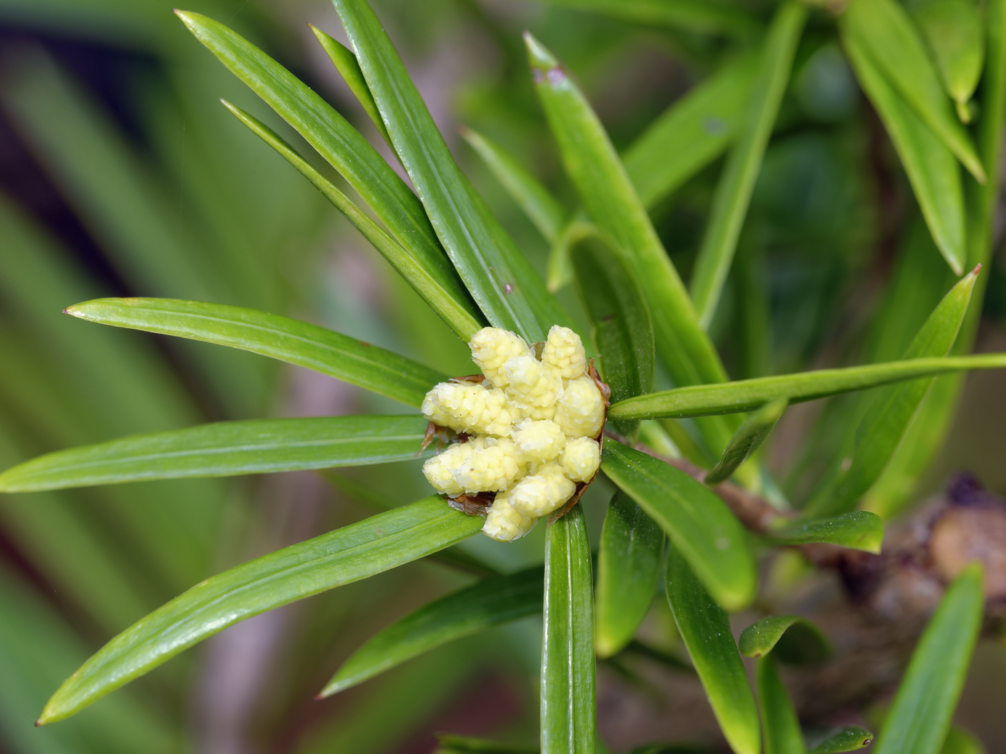 Fortune’s Keteleeria Tree Seeds | Chinese Keteleeria | (Keteleeria fortunei)