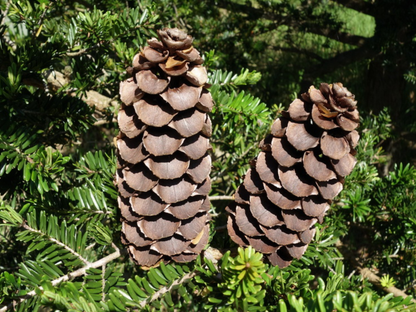 Fortune’s Keteleeria Tree Seeds | Chinese Keteleeria | (Keteleeria fortunei)