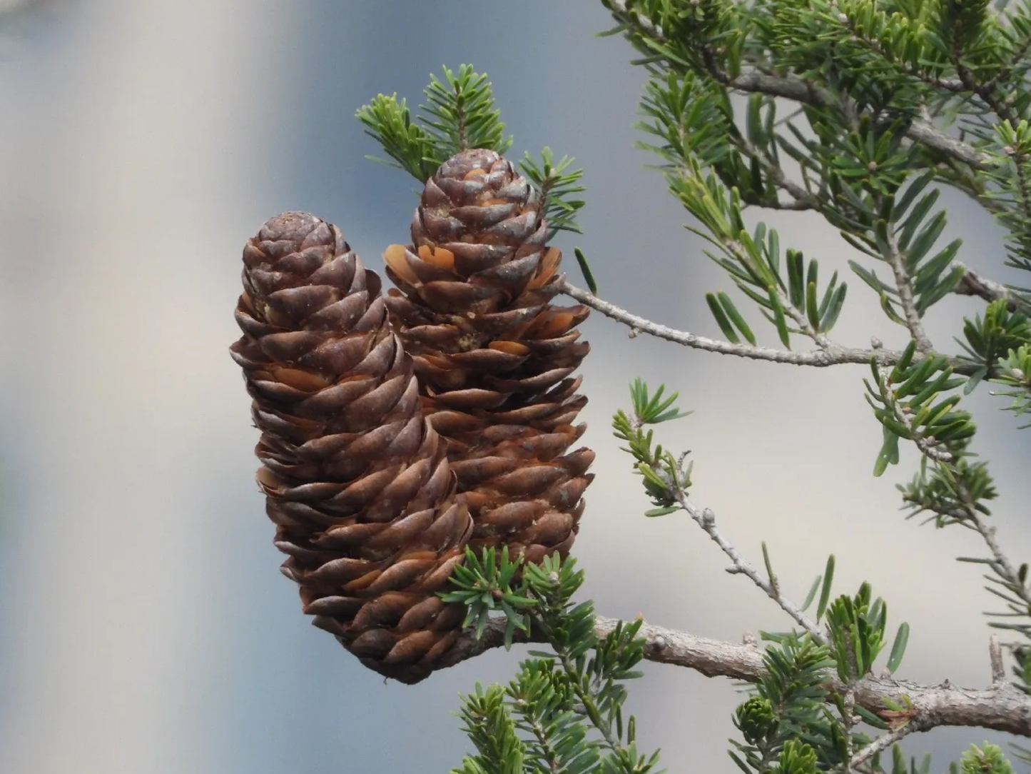 Fortune’s Keteleeria Tree Seeds | Chinese Keteleeria | (Keteleeria fortunei)