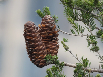 Fortune’s Keteleeria Tree Seeds | Chinese Keteleeria | (Keteleeria fortunei)