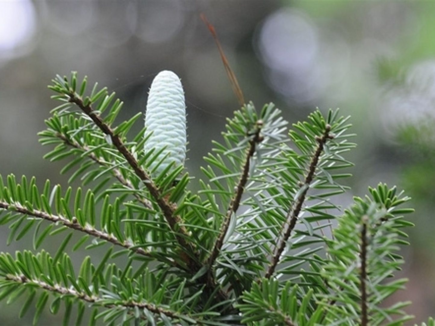 Fortune’s Keteleeria Tree Seeds | Chinese Keteleeria | (Keteleeria fortunei)