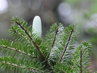 Fortune’s Keteleeria Tree Seeds | Chinese Keteleeria | (Keteleeria fortunei)