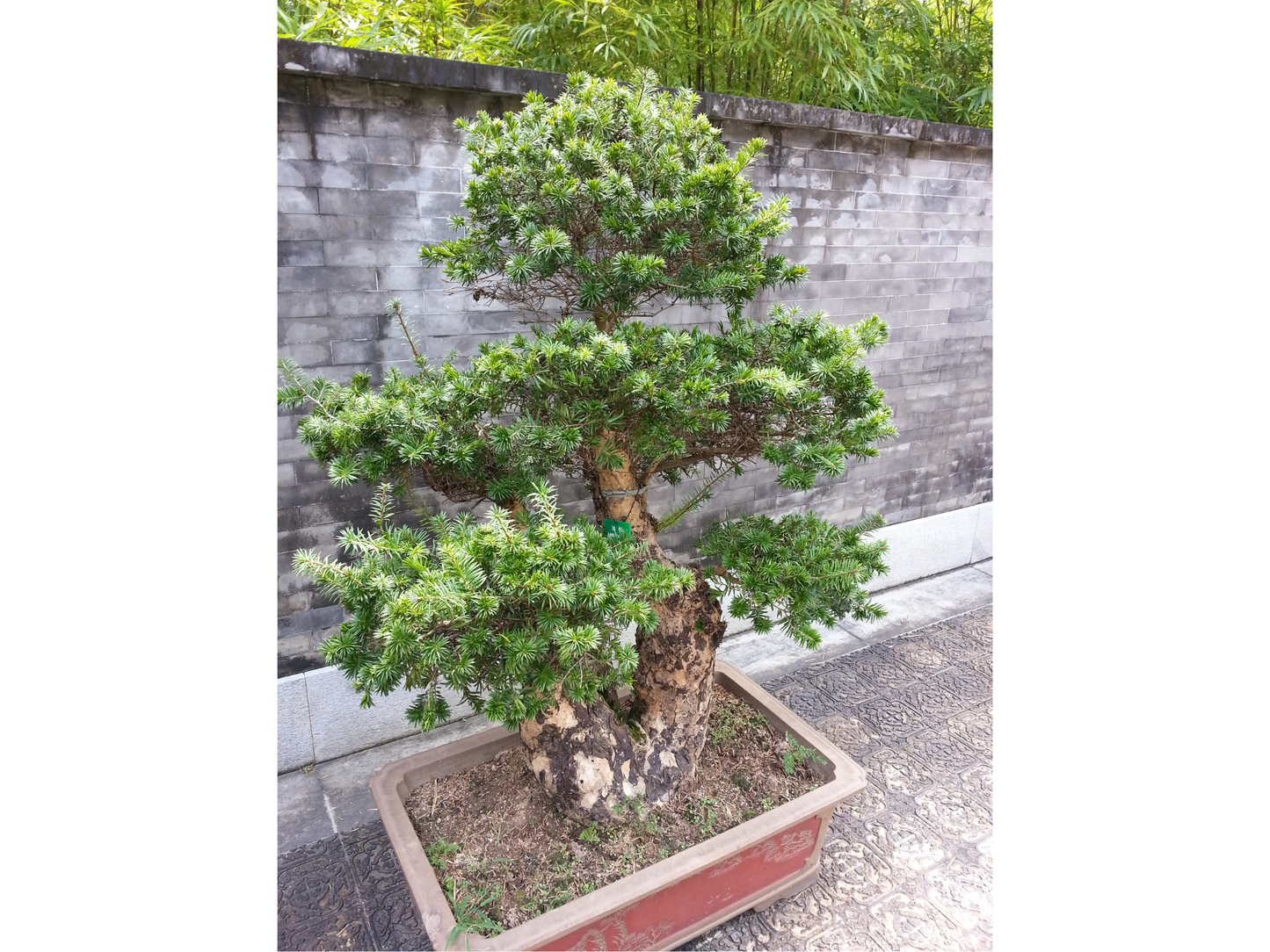 Fortune’s Keteleeria Tree Seeds | Chinese Keteleeria | (Keteleeria fortunei)